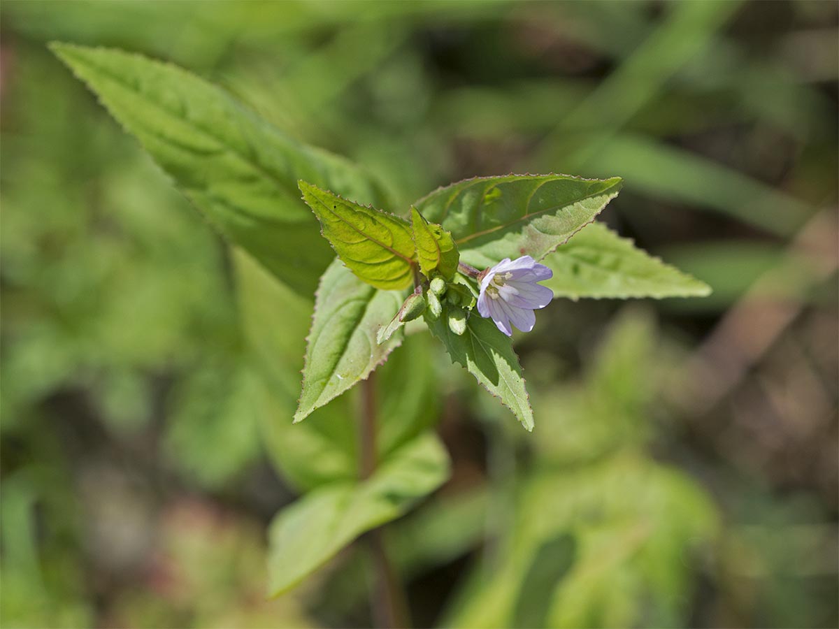 Epilobium montanum